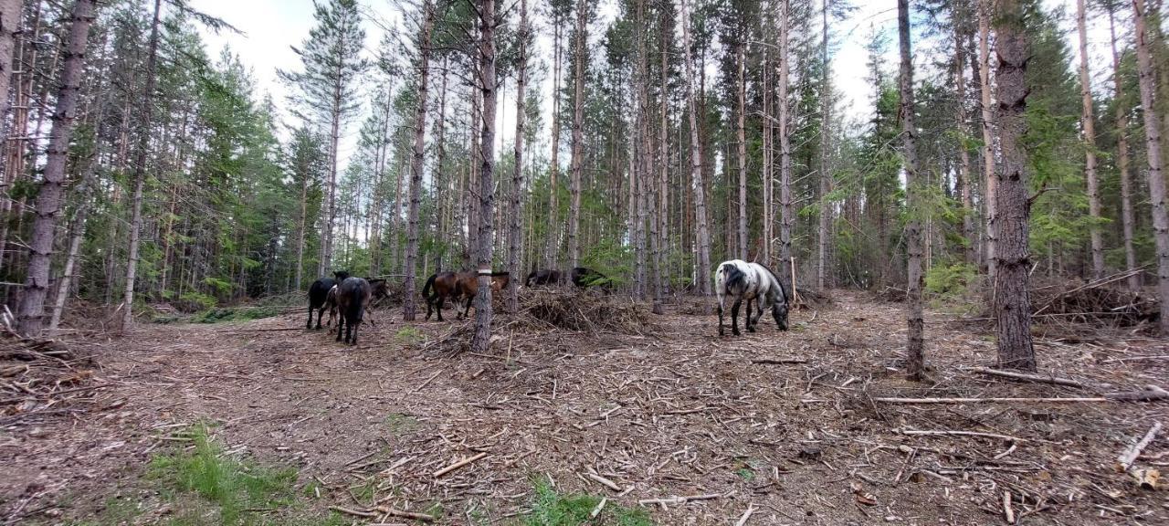 Вила Орцево Vila Ortsevo Esterno foto